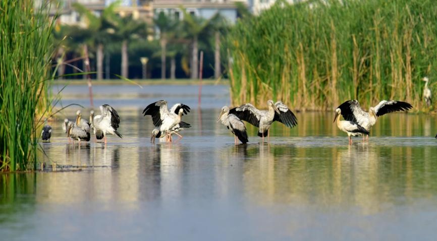 Asian openbills are playing in water at a ecological park of Mile, Honghe Hani and Yi Autonomous Prefecture, Southwest China's Yunnan Province, May 24, 2020. (Photo by Pu Jiayong/People's Daily Online)