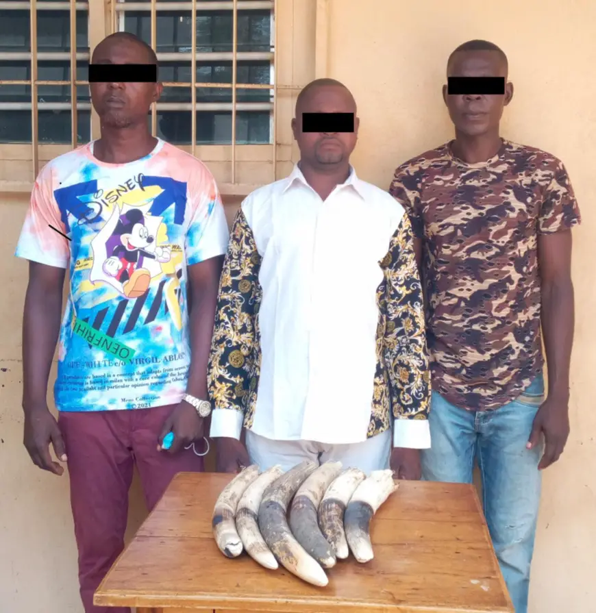 Togo : 7 présumés trafiquants d’ivoire arrêtés et déférés