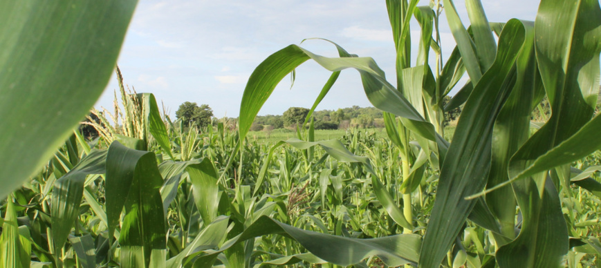 Les pays africains s’engagent à doubler la productivité agricole pour accroître la sécurité alimentaire Les pays africains s’engagent à doubler la productivité agricole pour accroître la sécurité alimentaire