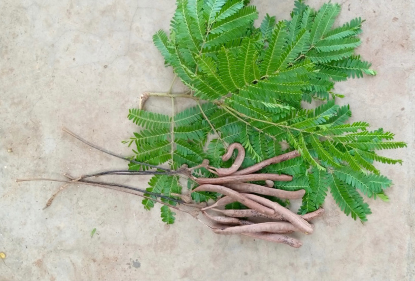 Tchad : Néré, l’arbre "utile" pour la santé Tchad : Néré, l’arbre "utile" pour la santé