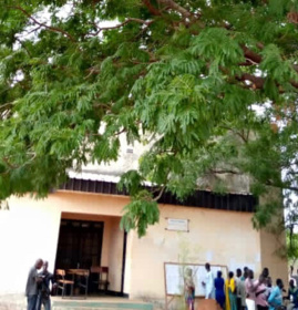 Tchad : Néré, l’arbre "utile" pour la santé Tchad : Néré, l’arbre "utile" pour la santé