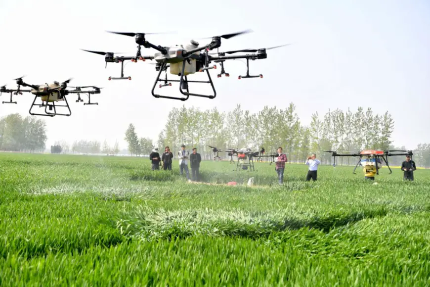 Agricultural drones spray pesticides in a wheat field in Shuanglou village, Zhaoqiao township, Qiaocheng district, Bozhou, east China's Anhui province, April 12, 2021. (Photo by Liu Qinli/People's Daily Online)