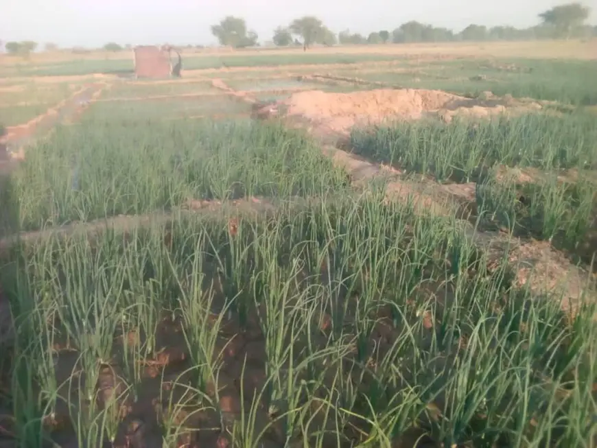 Tchad : le camp de formation Aya Chad galvanise les agripreneurs