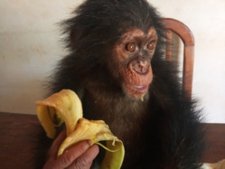 Cameroun : un homme arrêté en possession d’un bébé chimpanzé à Nanga-Eboko Cameroun : un homme arrêté en possession d’un bébé chimpanzé à Nanga-Eboko