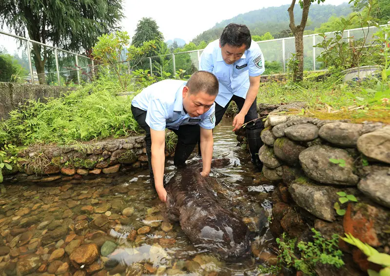 Staff members of a giant salamander rescue center in central China's Hunan province check the growth of a giant salamander, May 22, 2021. (Photo by Wu Yongbing/People's Daily Online)