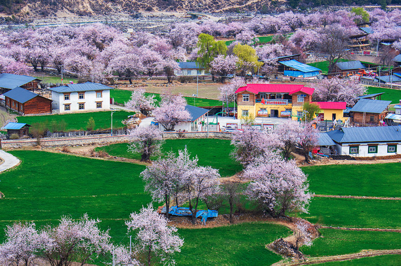 Photo taken on March 26 shows a beautiful view in Luoma village, Zayu county, southwest China’s Tibet autonomous region. (Photo by You Jinhua/People’s Daily Online) Photo taken on March 26 shows a beautiful view in Luoma village, Zayu county, southwest China’s Tibet autonomous region. (Photo by You Jinhua/People’s Daily Online)