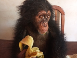 Cameroun : un homme arrêté avec un bébé chimpanzé à Nanga-Eboko Cameroun : un homme arrêté avec un bébé chimpanzé à Nanga-Eboko