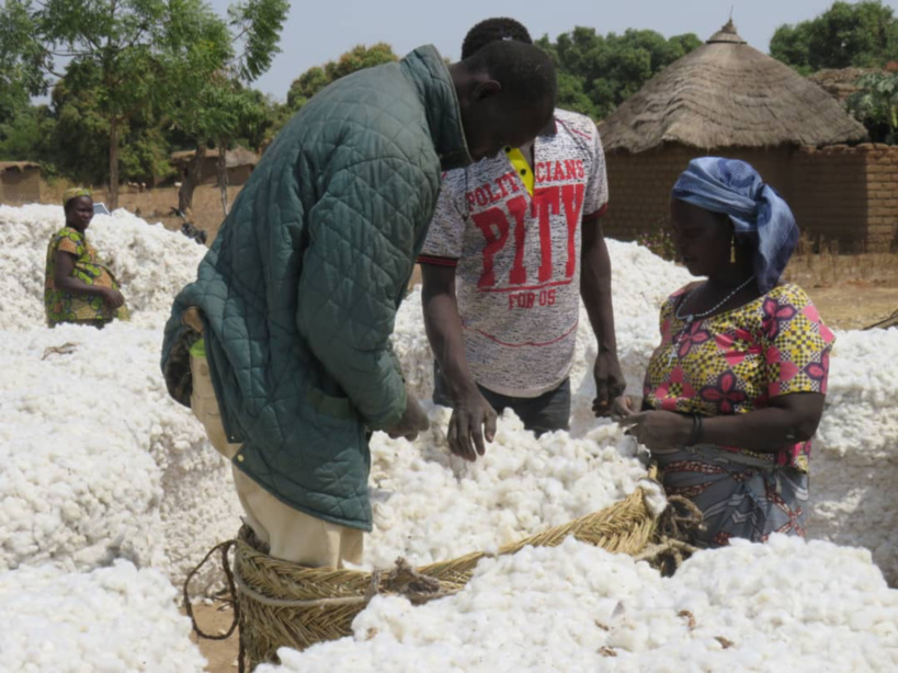 Tchad : le secteur du coton enregistre des progrès tangibles