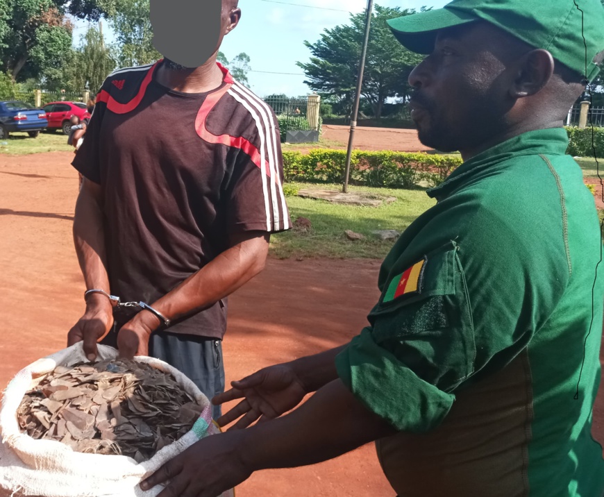 Cameroun : un homme interpellé avec 60 kg d'écailles de pangolin à Dimako Cameroun : un homme interpellé avec 60 kg d'écailles de pangolin à Dimako