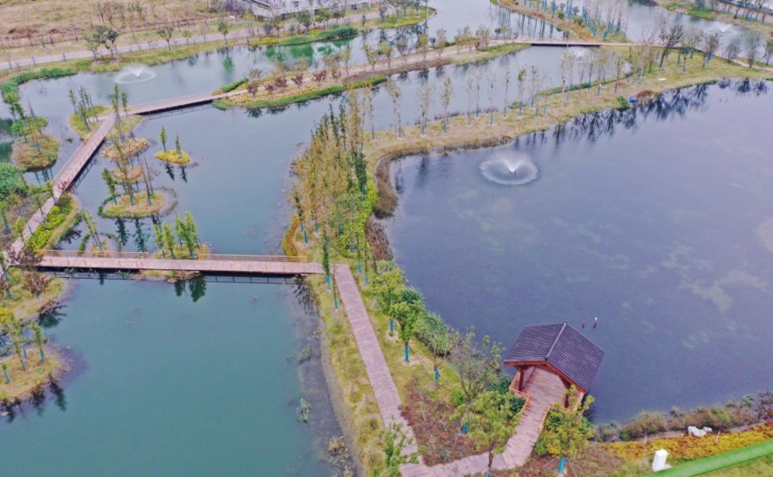 The fourth-phase project of a sewage disposal plant in Xinbei district, Changzhou, east China’s Jiangsu province is officially accepted on Oct. 28, 2020. The water treated in the plant can meet Class IV standard of surface water, which means it is applicable to the water areas for industrial use and entertainment which is not directly touched by human bodies. Photo shows an artificial wetland in the plant that is able to treat 40,000 tonnes of tail water a day. (Photo by Xia Chenxi/People’s Daily Online)