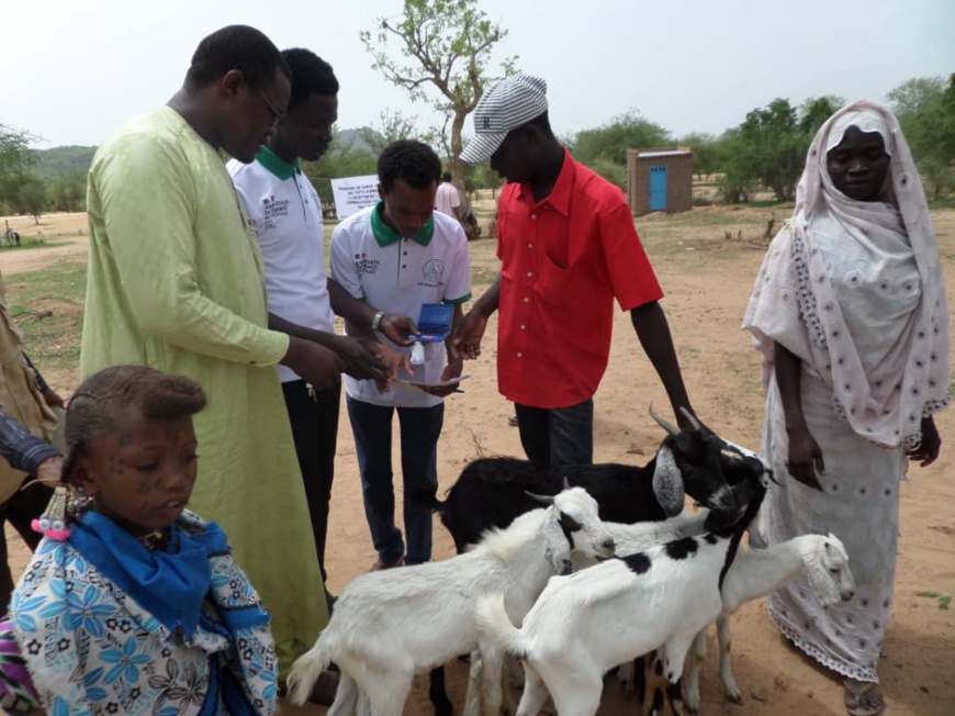 Tchad : l’ONG Guéra Touristique offre 585 têtes de petits ruminants à la population de Korko Tchad : l’ONG Guéra Touristique offre 585 têtes de petits ruminants à la population de Korko