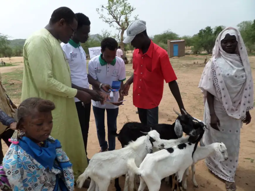Tchad : l’ONG Guéra Touristique offre 585 têtes de petits ruminants à la population de Korko