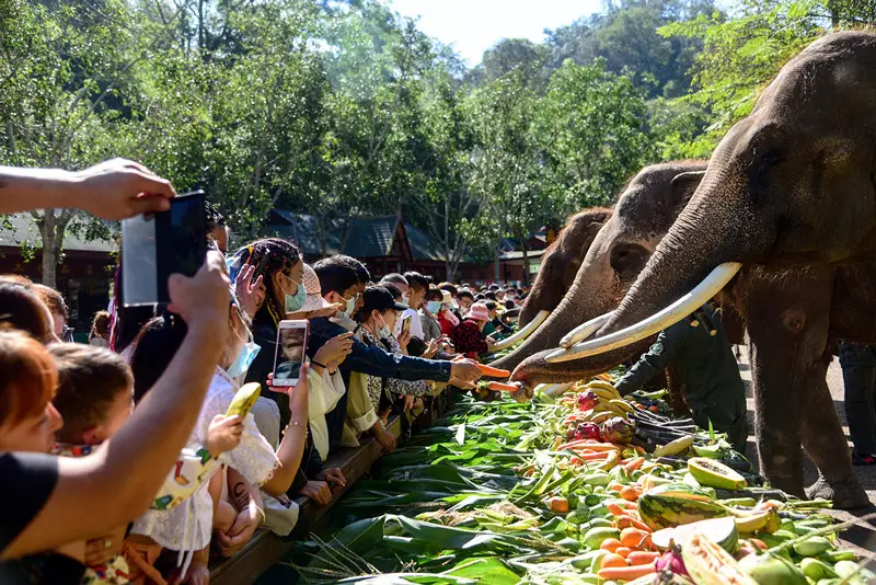 A worker of the Wild Elephant Valley scenic spot in Dai autonomous prefecture of Xishuangbanna, southwest China’s Yunnan province, throws a birthday party for a one-year-old Asian elephant, in a bid to raise public awareness of protecting the animal and help more people learn the achievements in breeding and protecting Asian elephants, Feb. 22, 2021. (Photo by Li Ming/People’s Daily Online)