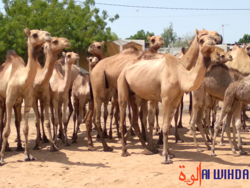 Le Tchad a célébré la journée internationale du dromadaire Le Tchad a célébré la journée internationale du dromadaire