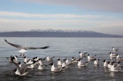 Brown-headed gulls, which feed on fish, are sporting and foraging on the Qinghai Lake, May 20, 2021. (Photo by Xu Xinghan/People's Daily Online)