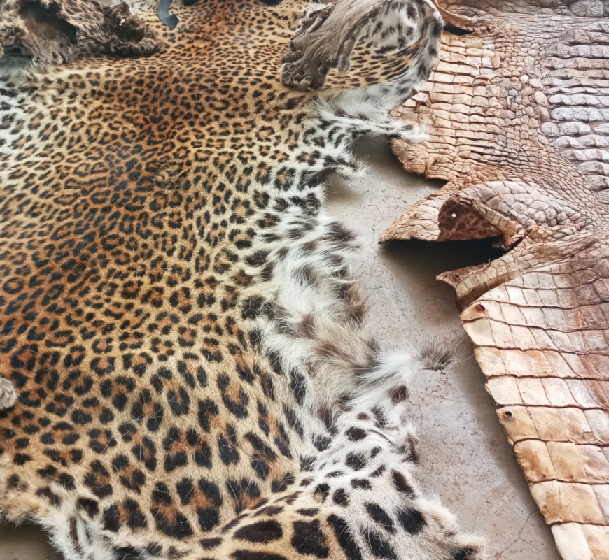 Cameroun : Quatre trafiquants fauniques arrêtés à Balessing Cameroun : Quatre trafiquants fauniques arrêtés à Balessing