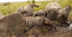 Des éléphants abattus par des braconniers. Crédits photos : Reuteurs.