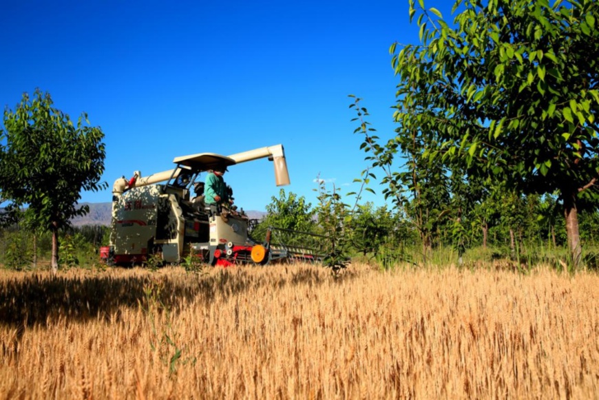 A harvester reaps wheat on a cherry-wheat relay cropping field in Zhangye, northwest China's Gansu province, July 2, 2021. (Photo by Yang Yongwei/People's Daily Online)