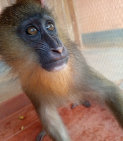 Cameroun : une femme interpellée avec un mandrill à Mintom Cameroun : une femme interpellée avec un mandrill à Mintom