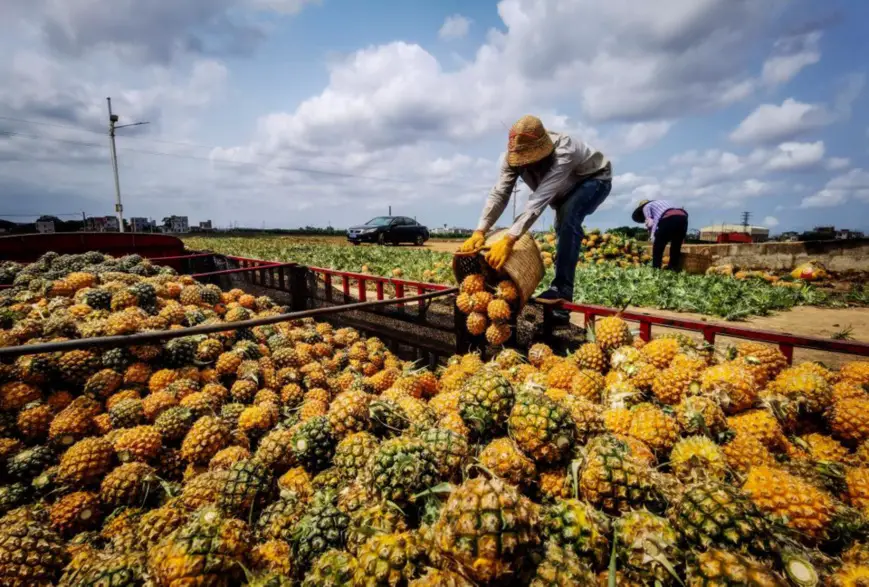 A farmer loads pineapples onto a truck in Qujie township, Xuwen county, Zhanjiang, south China's Guangdong province, April 14, 2021. (Photo by Chen Diqing/People's Daily Online)