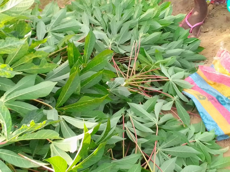 Nutrition : les bienfaits du manioc et de ses feuilles en Afrique