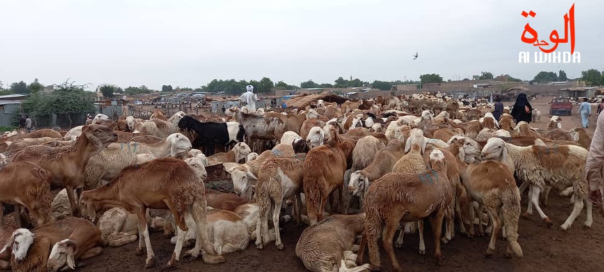 Tchad : le prix du mouton n'est pas à la portée de tous à l'approche de l'Aid Al-Adha