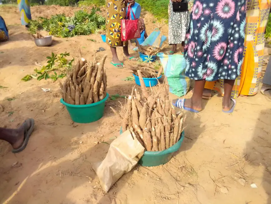 Tchad : vente de manioc, l'activité des jeunes vacancières