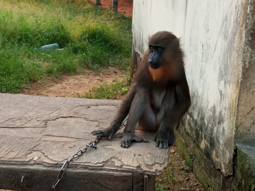 Cameroun : un agent communal de Kribi arrêté avec un mandrill vivant Cameroun : un agent communal de Kribi arrêté avec un mandrill vivant