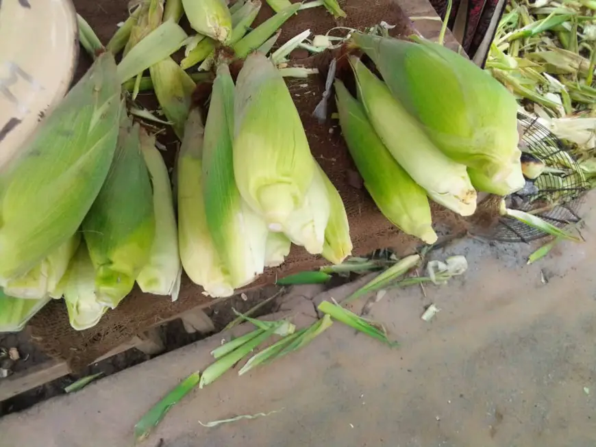 Tchad : le maïs frais abonde les marchés