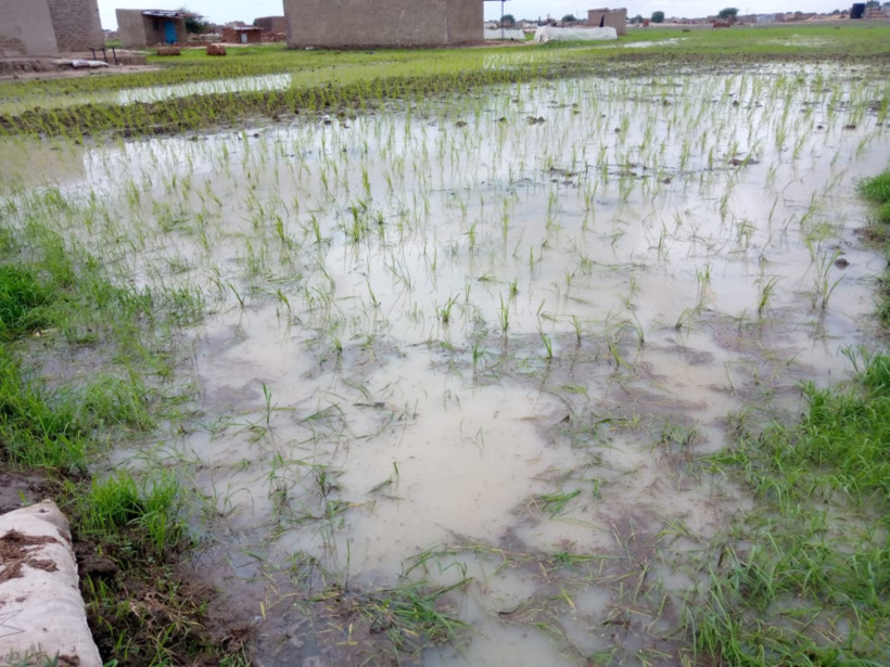 Tchad : ils cultivent le riz à travers la ville de N'Djamena Tchad : ils cultivent le riz à travers la ville de N'Djamena