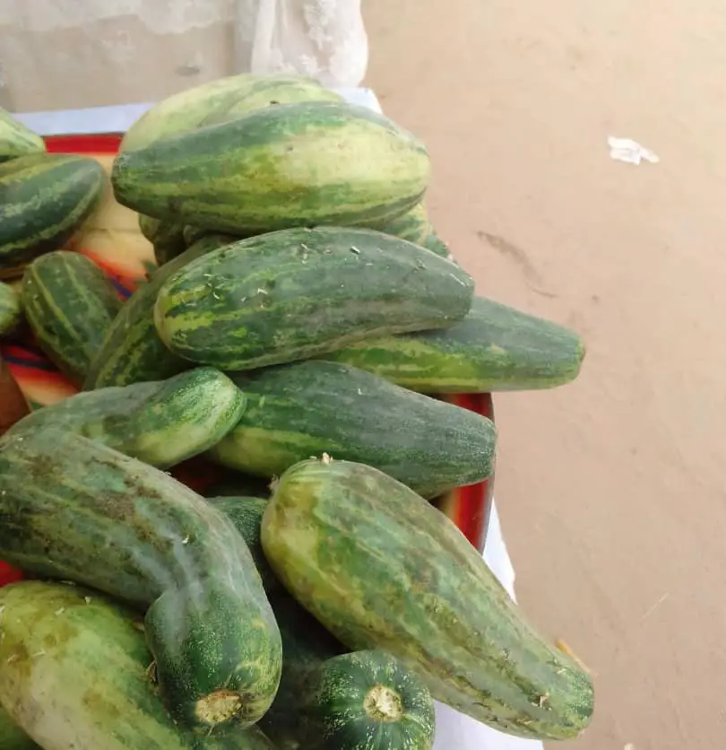 Tchad : le concombre, un aliment aux multiples bienfaits pour la santé