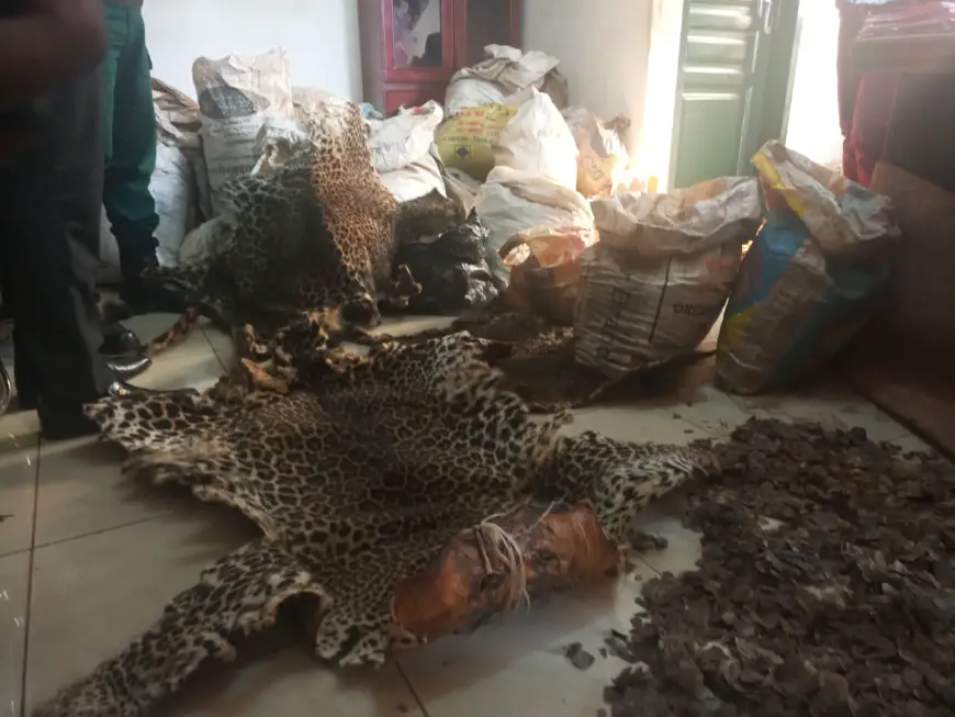 Cameroun : un homme arrêté avec 331 kg d’écailles de pangolins à Yaoundé