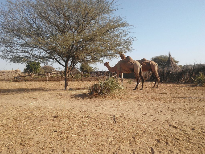 Un village sur la route d'Am Timan. Illustration © Chrisrosenk Un village sur la route d'Am Timan. Illustration © Chrisrosenk