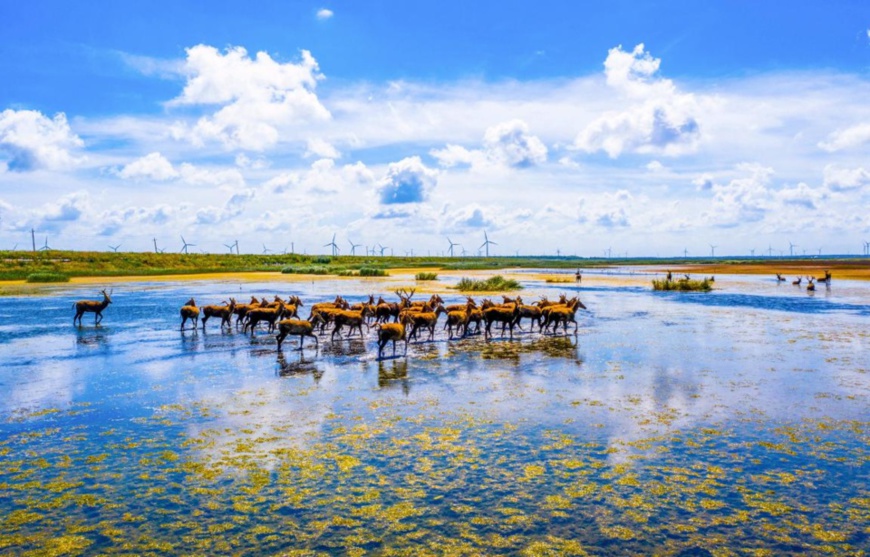 A group of Milu deer forage at Tiaozini wetland, Dongtai city, east China’s Jiangsu province, July 21, 2021. (Photo by Sun Jialu/People’s Daily Online)