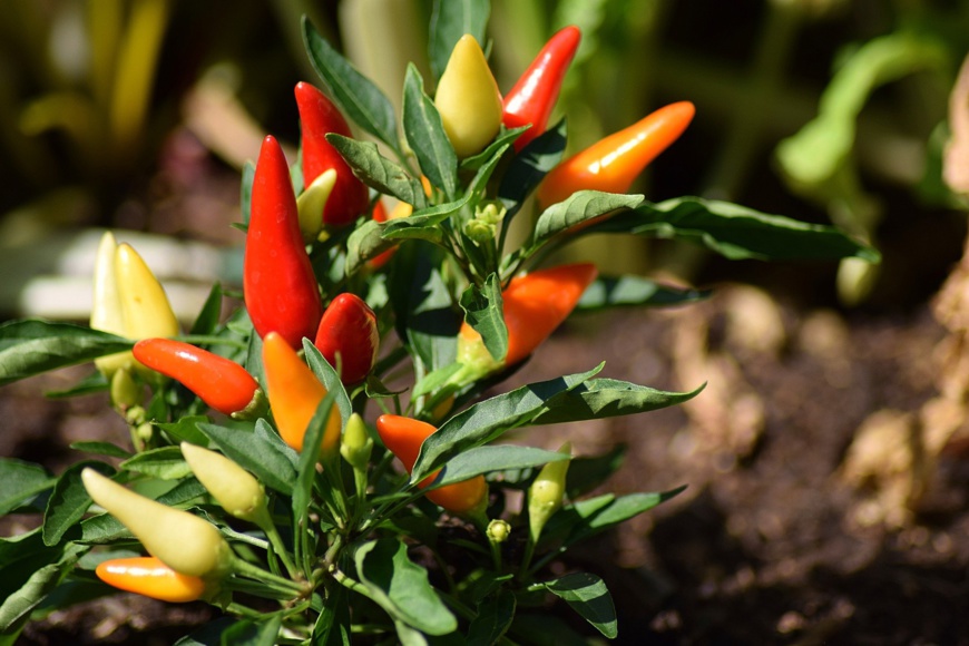 Le piment rouge. © Hans Linde/Pixabay