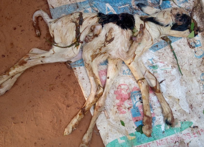 Tchad : naissance d'agneaux à 7 et 6 pattes dans la Kabbia Tchad : naissance d'agneaux à 7 et 6 pattes dans la Kabbia