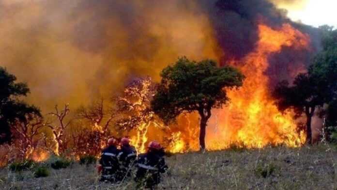 Algérie : des incendies meurtriers embrasent la Kabylie