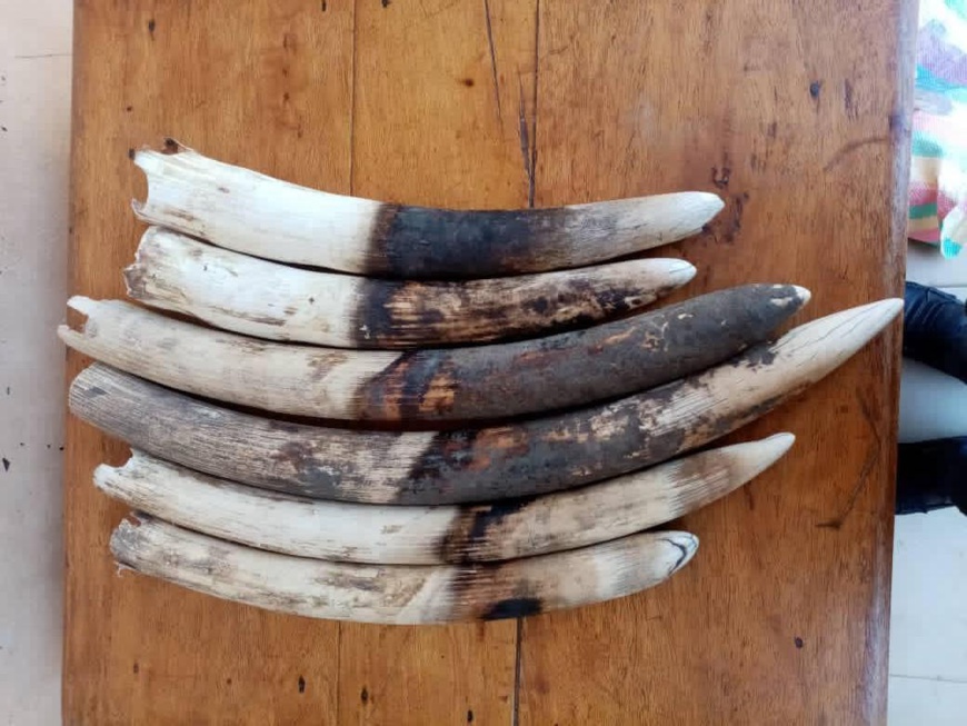 Trafic d’espèces fauniques : l’éléphant d’Afrique menacé d’extinction Trafic d’espèces fauniques : l’éléphant d’Afrique menacé d’extinction