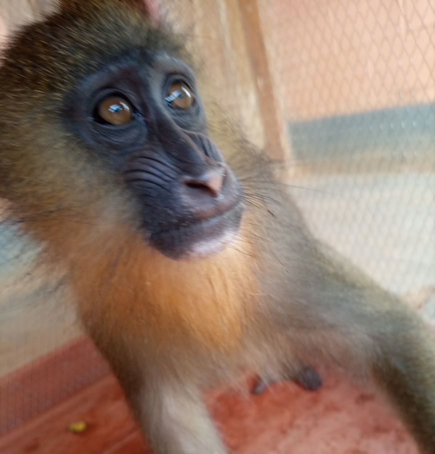 Cameroun : une femme au tribunal à Djoum pour trafic de mandrill