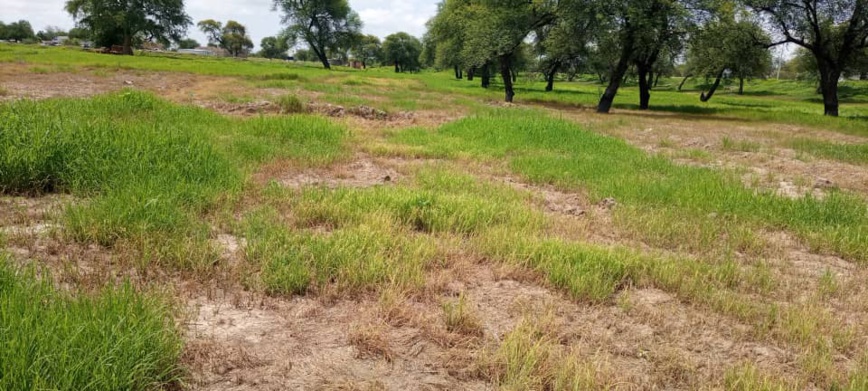 Tchad : l'impact des herbicides dans le secteur agricole