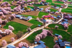 Peach blossoms flourish in Lhoma village, Zayul, southwest China's Tibet autonomous region, March 26, 2021. (Photo by You Jinhua/People's Daily Online) Peach blossoms flourish in Lhoma village, Zayul, southwest China's Tibet autonomous region, March 26, 2021. (Photo by You Jinhua/People's Daily Online)