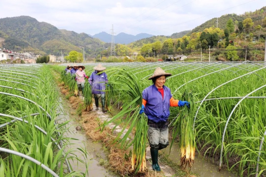 Photo shows a wild rice shoot planting base in Huangyan district, Taizhou city, east China’s Zhejiang province. (Photo/Official WeChat account of the publicity department of the Communist Party of China committee of Huangyan district)