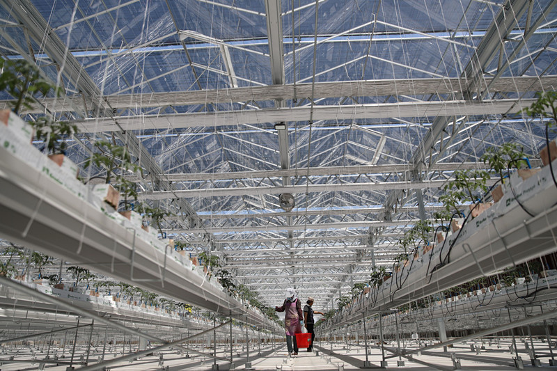 Photo taken on July 9, 2021 shows farmers adding nutrient solution to newly-planted tomato seedlings in a smart vegetable planting base in Shihuiyao township, Chengde county, north China’s Hebei province. (Photo/Liu Huanyu/People’s Daily Online)