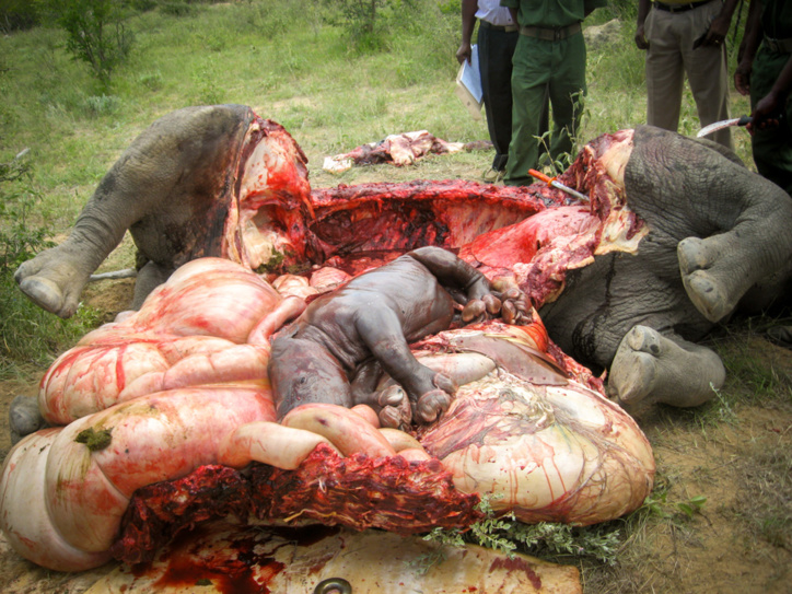 Le braconnage est une grosse affaire en Afrique du Sud, la corne de rhinocéros vaut désormais plus que l'or Le braconnage est une grosse affaire en Afrique du Sud, la corne de rhinocéros vaut désormais plus que l'or
