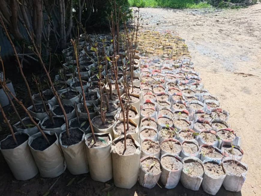 Tchad : l'entrepreneuriat dans le domaine d'arbres fruitiers, un secteur propice Tchad : l'entrepreneuriat dans le domaine d'arbres fruitiers, un secteur propice