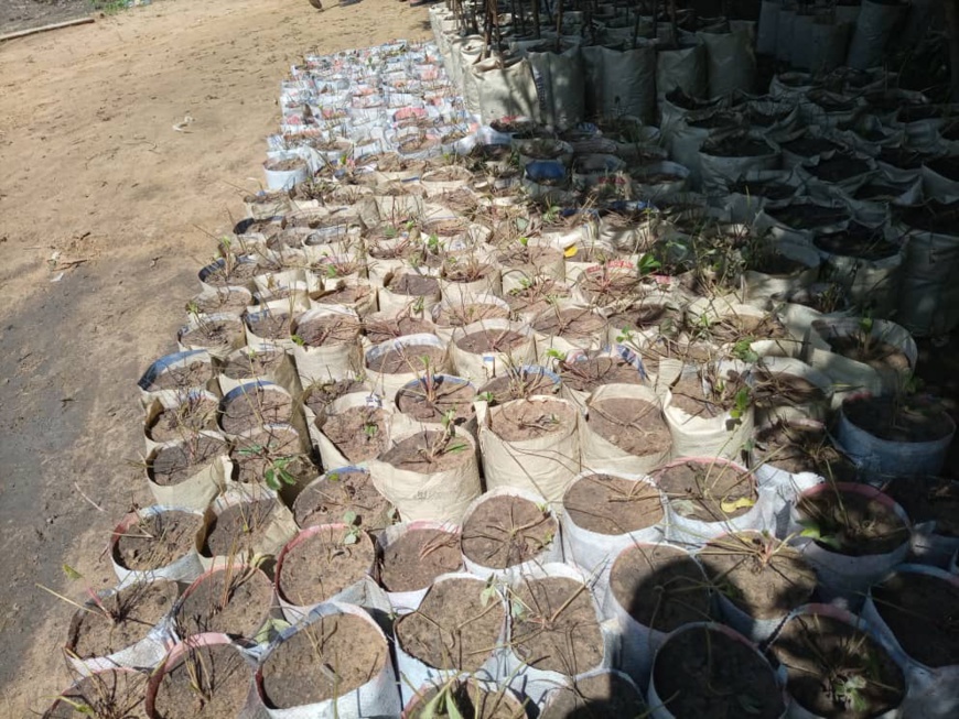 Tchad : l'entrepreneuriat dans le domaine d'arbres fruitiers, un secteur propice Tchad : l'entrepreneuriat dans le domaine d'arbres fruitiers, un secteur propice