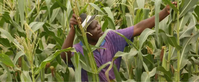 Zimbabwe : les succès agricoles d’un réfugié au camp de Tongogara