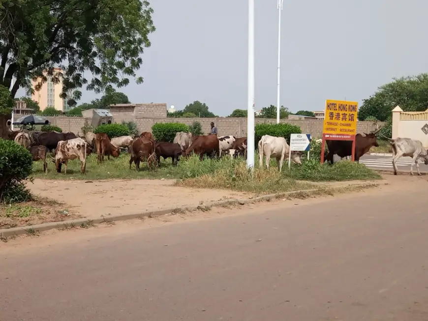 Tchad : l'élevage en pleine capitale, dans les espaces de détente