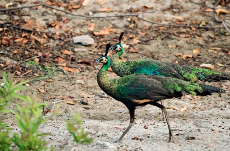 Green peafowl. (Photo/National Forestry and Grassland Administration of China)