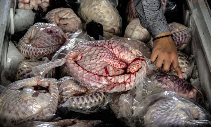 Congrès de Marseille : de l’importance de protéger le pangolin et l’hippopotame